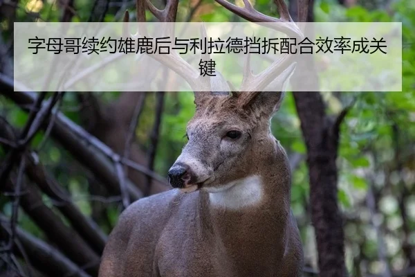 字母哥续约雄鹿后与利拉德挡拆配合效率成关键